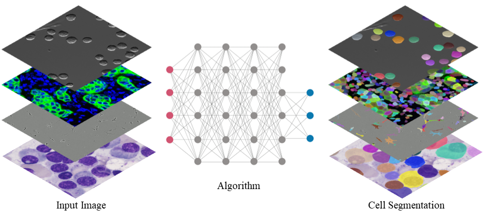 Data Augmentation for Cell Segmentation